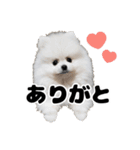 日常で使えるわんにゃんスタンプ（個別スタンプ：2）