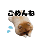 日常で使えるわんにゃんスタンプ（個別スタンプ：3）