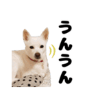 日常で使えるわんにゃんスタンプ（個別スタンプ：4）