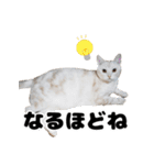 日常で使えるわんにゃんスタンプ（個別スタンプ：6）