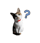 日常で使えるわんにゃんスタンプ（個別スタンプ：7）