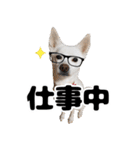 日常で使えるわんにゃんスタンプ（個別スタンプ：11）