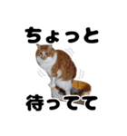 日常で使えるわんにゃんスタンプ（個別スタンプ：12）
