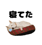 日常で使えるわんにゃんスタンプ（個別スタンプ：13）