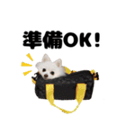 日常で使えるわんにゃんスタンプ（個別スタンプ：15）