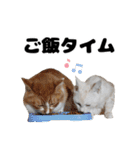日常で使えるわんにゃんスタンプ（個別スタンプ：16）