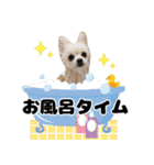 日常で使えるわんにゃんスタンプ（個別スタンプ：17）