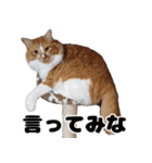 日常で使えるわんにゃんスタンプ（個別スタンプ：19）
