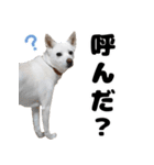 日常で使えるわんにゃんスタンプ（個別スタンプ：20）
