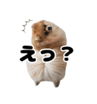日常で使えるわんにゃんスタンプ（個別スタンプ：21）