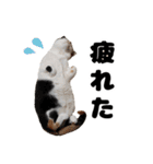 日常で使えるわんにゃんスタンプ（個別スタンプ：22）