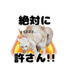 日常で使えるわんにゃんスタンプ（個別スタンプ：23）