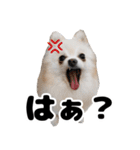 日常で使えるわんにゃんスタンプ（個別スタンプ：24）