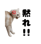 日常で使えるわんにゃんスタンプ（個別スタンプ：25）