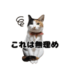 日常で使えるわんにゃんスタンプ（個別スタンプ：27）