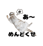日常で使えるわんにゃんスタンプ（個別スタンプ：28）