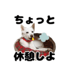 日常で使えるわんにゃんスタンプ（個別スタンプ：29）