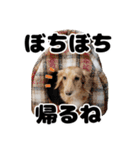 日常で使えるわんにゃんスタンプ（個別スタンプ：30）