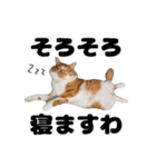 日常で使えるわんにゃんスタンプ（個別スタンプ：31）