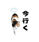 日常で使えるわんにゃんスタンプ（個別スタンプ：33）