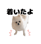 日常で使えるわんにゃんスタンプ（個別スタンプ：34）