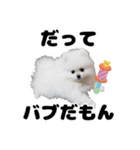 日常で使えるわんにゃんスタンプ（個別スタンプ：38）