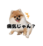 日常で使えるわんにゃんスタンプ（個別スタンプ：39）