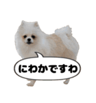 日常で使えるわんにゃんスタンプ（個別スタンプ：40）
