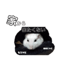 ハムすたんぷ No.1（個別スタンプ：3）