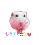 ハムすたんぷ No.1（個別スタンプ：8）