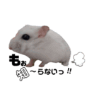 ハムすたんぷ No.1（個別スタンプ：9）