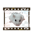 ハムすたんぷ No.1（個別スタンプ：24）