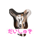 やぎのふー。（個別スタンプ：5）
