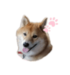 こいのすけ（個別スタンプ：1）