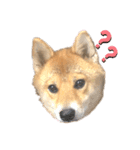こいのすけ（個別スタンプ：5）