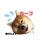 こいのすけ（個別スタンプ：10）