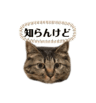 カイとムギの割りと使えるスタンプ（個別スタンプ：12）