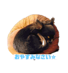 チームらんまるズ（個別スタンプ：4）
