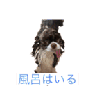チームらんまるズ（個別スタンプ：13）