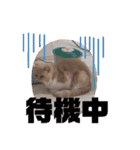 チームらんまるズ（個別スタンプ：24）