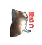 チームらんまるズ（個別スタンプ：37）