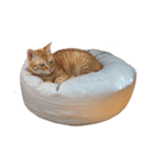 Tamago the cat（個別スタンプ：1）