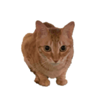 Tamago the cat（個別スタンプ：3）