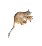 Tamago the cat（個別スタンプ：4）