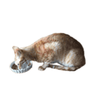 Tamago the cat（個別スタンプ：6）
