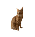 Tamago the cat（個別スタンプ：8）