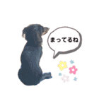 ダックスのウィルちゃん（個別スタンプ：33）