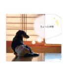 ダックスのウィルちゃん（個別スタンプ：34）