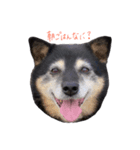 実は私、犬飼ってます。（個別スタンプ：1）