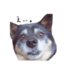 実は私、犬飼ってます。（個別スタンプ：7）